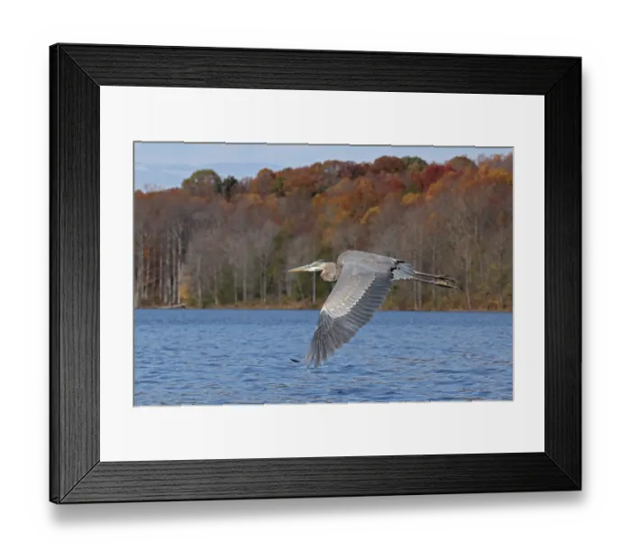 Framed Print : Great blue heron (Ardea herodias) in flight over lake in autumn, Maryland, USA. November Framed Print : Great blue heron (Ardea herodias) in flight over lake in autumn, Maryland, USA. November