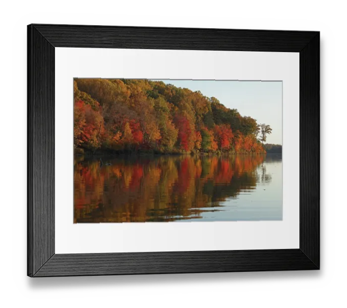 Framed Print : Autumnal trees reflecting on lake, Maryland, USA. October, 2024 Framed Print : Autumnal trees reflecting on lake, Maryland, USA. October, 2024