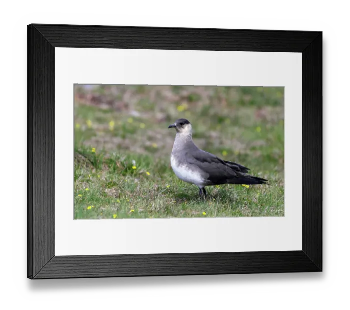 Framed Print : RF - Arctic skua (Stercorarius parasiticus) portrait, Unst, Shetland Islands, Scotland, UK. June. (This image may be licensed either as rights managed or royalty free.) Framed Print : RF - Arctic skua (Stercorarius parasiticus) portrait, Unst, Shetland Islands, Scotland, UK. June. (This image may be licensed either as rights managed or royalty free.)