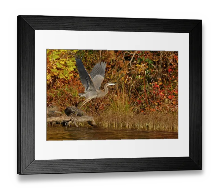 Framed Print : Great blue heron (Ardea herodias) taking flight, Maryland, USA. October Framed Print : Great blue heron (Ardea herodias) taking flight, Maryland, USA. October