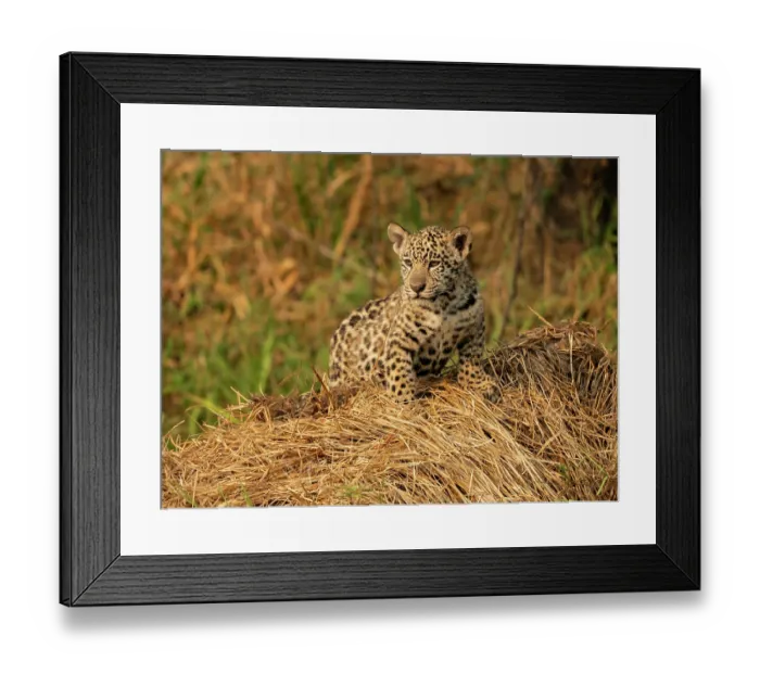 Framed Print : Jaguar (Panthera onca) male cub, aged 3 months, portrait, Makala, Pantanal, Mato Grosso, Brazil Framed Print : Jaguar (Panthera onca) male cub, aged 3 months, portrait, Makala, Pantanal, Mato Grosso, Brazil