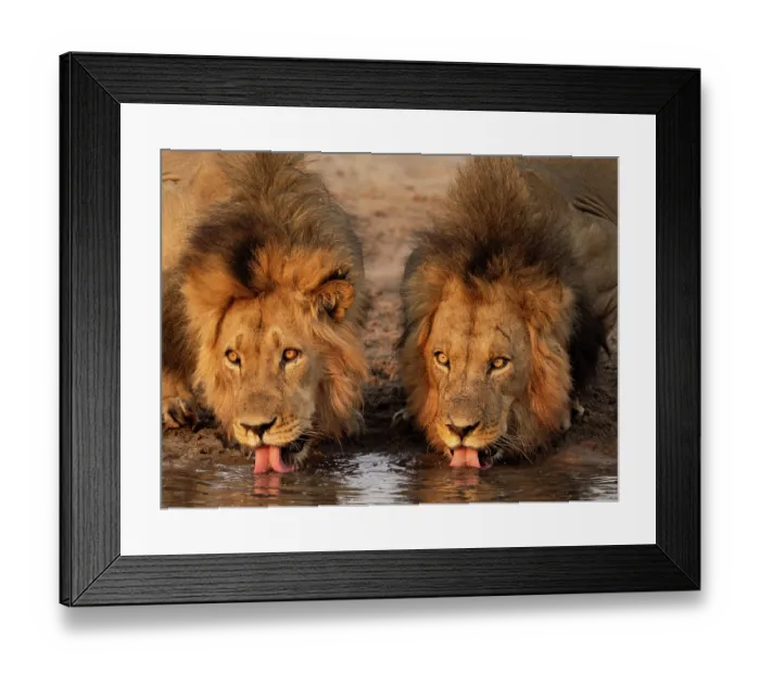 Framed Print : RF - Two Lions (Panthera leo) male brothers, drinking at waterhole, Dinaka Lodge, Dinaka Private Game Reserve, Northern Kalahari, Botswana Framed Print : RF - Two Lions (Panthera leo) male brothers, drinking at waterhole, Dinaka Lodge, Dinaka Private Game Reserve, Northern Kalahari, Botswana
