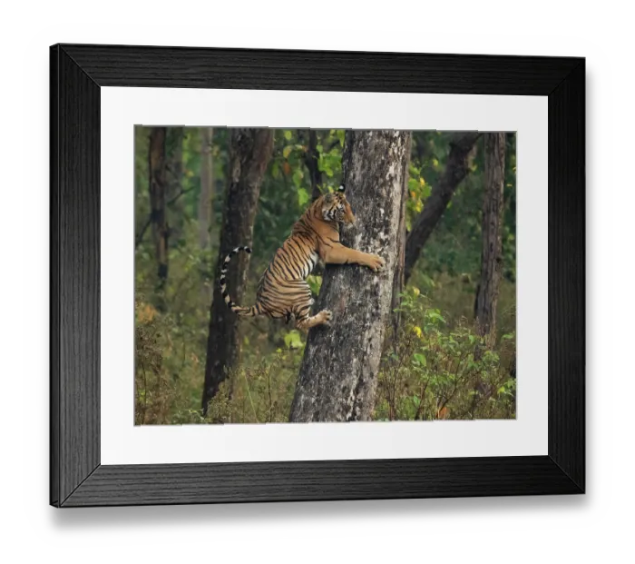 Framed Print : Bengal tiger (Panthera tigris tigris) female sub-adult, aged 20 months, climbing tree, Babathinga Waterhole, Kanha National Park, Madhya Pradesh, India. Endangered Framed Print : Bengal tiger (Panthera tigris tigris) female sub-adult, aged 20 months, climbing tree, Babathinga Waterhole, Kanha National Park, Madhya Pradesh, India. Endangered