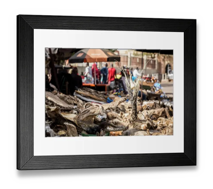 Framed Print : Wildlife remains (including crocodyle head and porcupine quills) for sale for traditional beliefs in Bamako market, Mali. October, 2017 Framed Print : Wildlife remains (including crocodyle head and porcupine quills) for sale for traditional beliefs in Bamako market, Mali. October, 2017