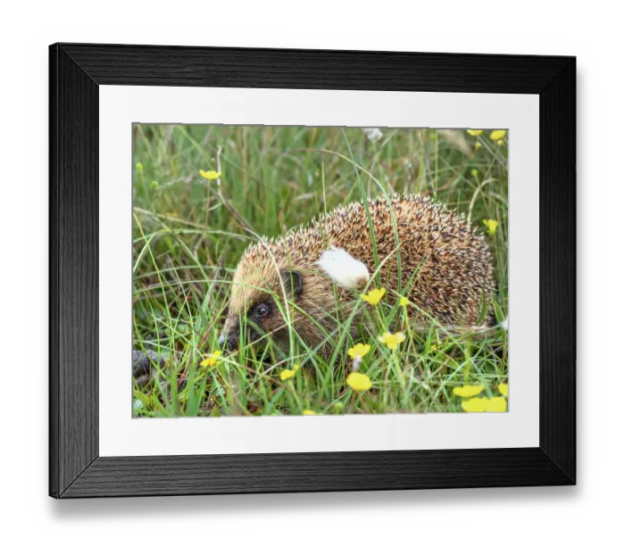 Framed Print : Hedgehog (Erinaceus europaeus) portrait, Unst, Shetland Islands, Scotland, UK. July Framed Print : Hedgehog (Erinaceus europaeus) portrait, Unst, Shetland Islands, Scotland, UK. July