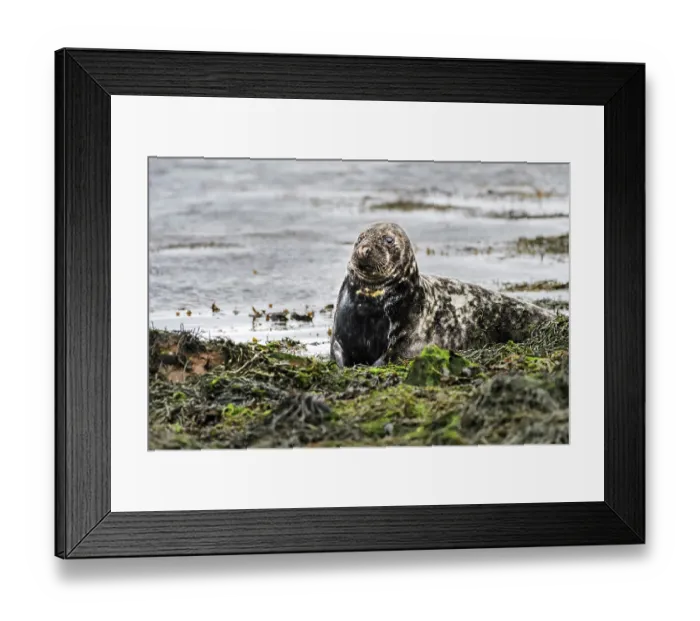Framed Print : Grey seal (Halichoerus grypus) male, resting on the shore, Shetland Islands, Scotland, UK. June Framed Print : Grey seal (Halichoerus grypus) male, resting on the shore, Shetland Islands, Scotland, UK. June