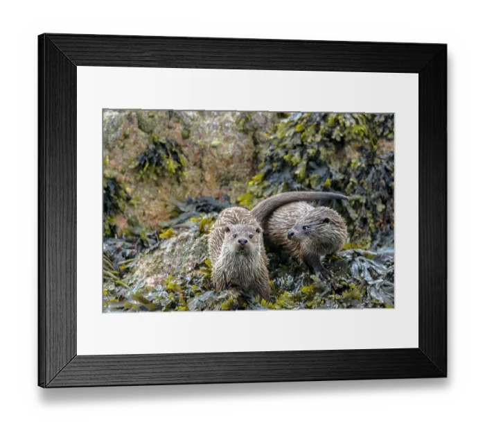 Framed Print : Two Otters (Lutra lutra) on the shore, Unst, Shetland Islands, Scotland, UK. July