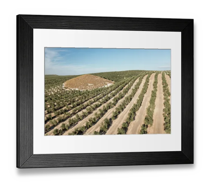 Framed Print : Aerial view of intensive olive tree plantations, Jaen district, southern Spain. October, 2022 Framed Print : Aerial view of intensive olive tree plantations, Jaen district, southern Spain. October, 2022
