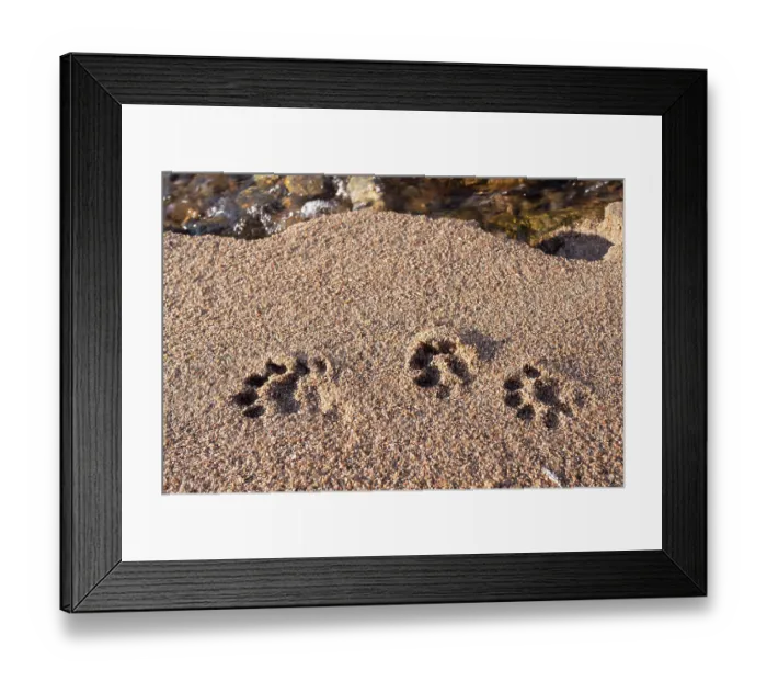 Framed Print : Otter (Lutra lutra) tracks in sand, Unst, Shetland Islands, Scotland, UK. July Framed Print : Otter (Lutra lutra) tracks in sand, Unst, Shetland Islands, Scotland, UK. July