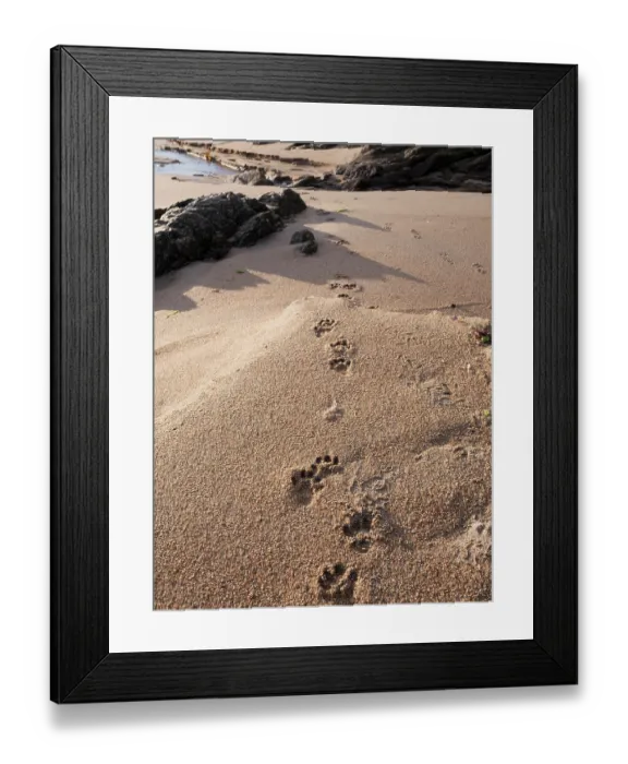 Framed Print : Otter (Lutra lutra) tracks in sand, Unst, Shetland Islands, Scotland, UK. July Framed Print : Otter (Lutra lutra) tracks in sand, Unst, Shetland Islands, Scotland, UK. July