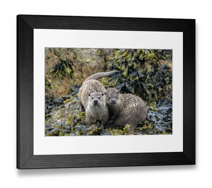 Framed Print : Two Otters (Lutra lutra) on the shore, Unst, Shetland Islands, Scotland, UK. July Framed Print : Two Otters (Lutra lutra) on the shore, Unst, Shetland Islands, Scotland, UK. July