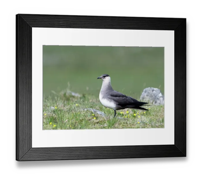 Framed Print : Arctic skua (Stercorarius parasiticus) portrait, Unst, Shetland Islands, Scotland, UK. June Framed Print : Arctic skua (Stercorarius parasiticus) portrait, Unst, Shetland Islands, Scotland, UK. June