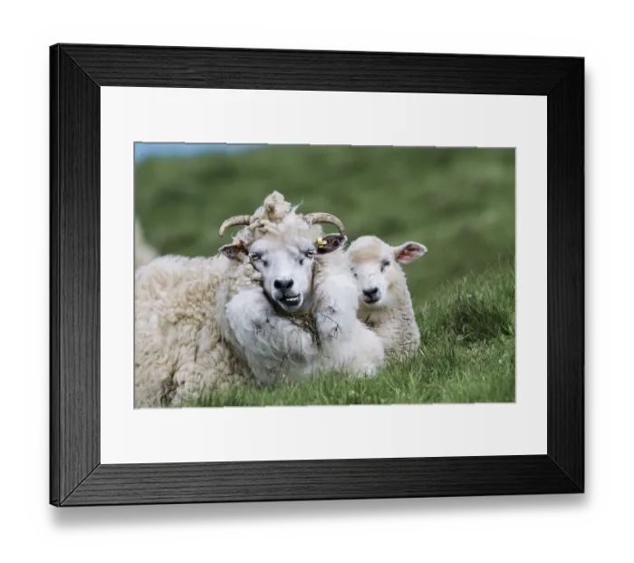 Framed Print : Shetland sheep and lamb resting, portrait, Mainland, Shetland Islands, Scotland, UK. June Framed Print : Shetland sheep and lamb resting, portrait, Mainland, Shetland Islands, Scotland, UK. June