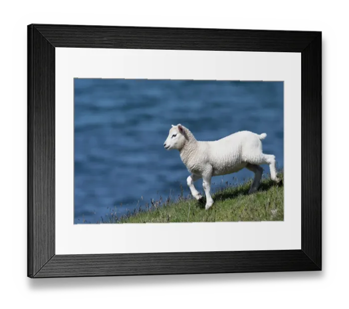 Framed Print : Shetland lamb on cliff top, Hermaness National Scenic Area, Shetland, Scotland, UK. June Framed Print : Shetland lamb on cliff top, Hermaness National Scenic Area, Shetland, Scotland, UK. June