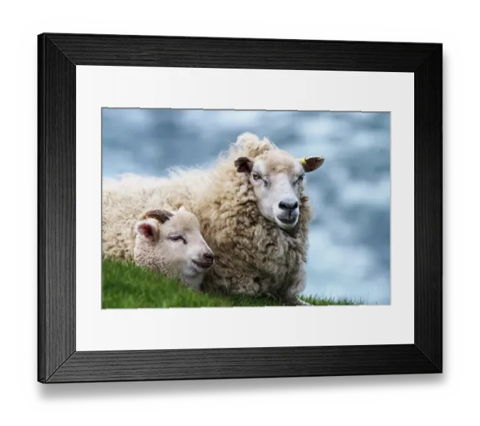 Framed Print : Shetland sheep and lamb resting, portrait, Mainland, Shetland Islands, Scotland, UK. June Framed Print : Shetland sheep and lamb resting, portrait, Mainland, Shetland Islands, Scotland, UK. June