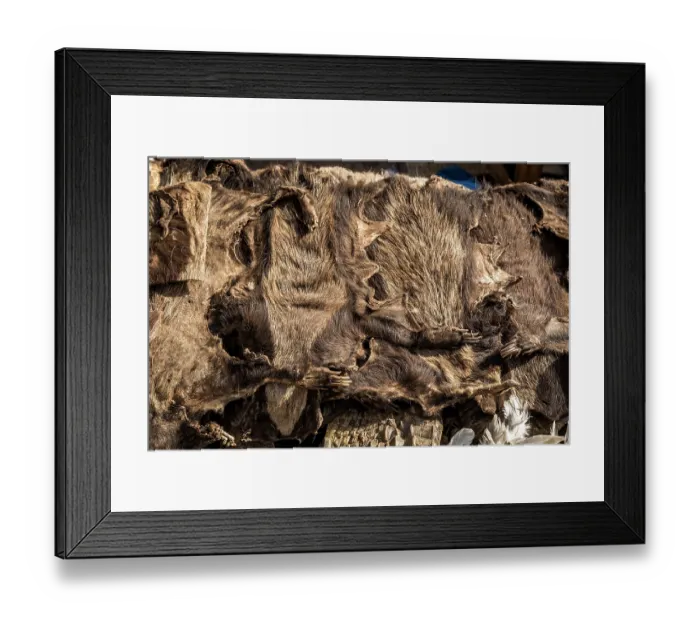 Framed Print : Pile of Honey badger skins for sale for traditional beliefs in Bamako market, Mali. October, 2017 Framed Print : Pile of Honey badger skins for sale for traditional beliefs in Bamako market, Mali. October, 2017