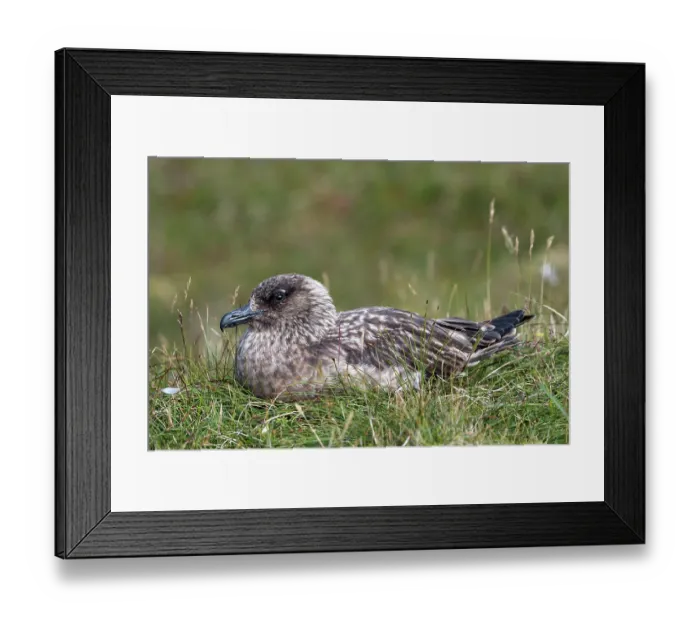 Framed Print : Great skua (Stercorarius skua) brooding, Hermaness National Scenic Area, Shetland, Scotland, UK. June