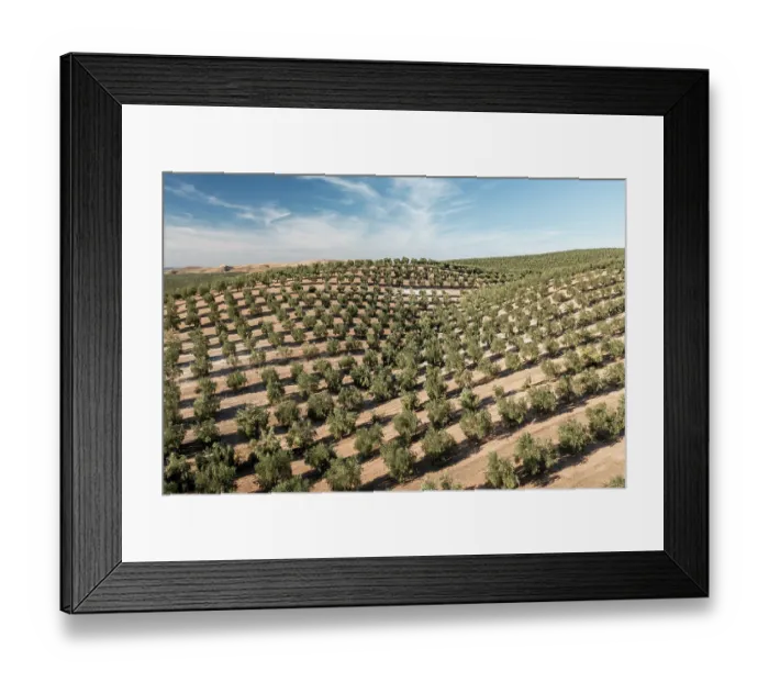 Framed Print : Aerial view of intensive olive tree plantations, Jaen district, southern Spain. October, 2022 Framed Print : Aerial view of intensive olive tree plantations, Jaen district, southern Spain. October, 2022