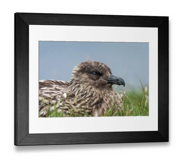 Framed Print : RF - Great skua (Stercorarius skua) brooding, portrait, Hermaness National Scenic Area, Shetland, Scotland, UK. June Framed Print : RF - Great skua (Stercorarius skua) brooding, portrait, Hermaness National Scenic Area, Shetland, Scotland, UK. June