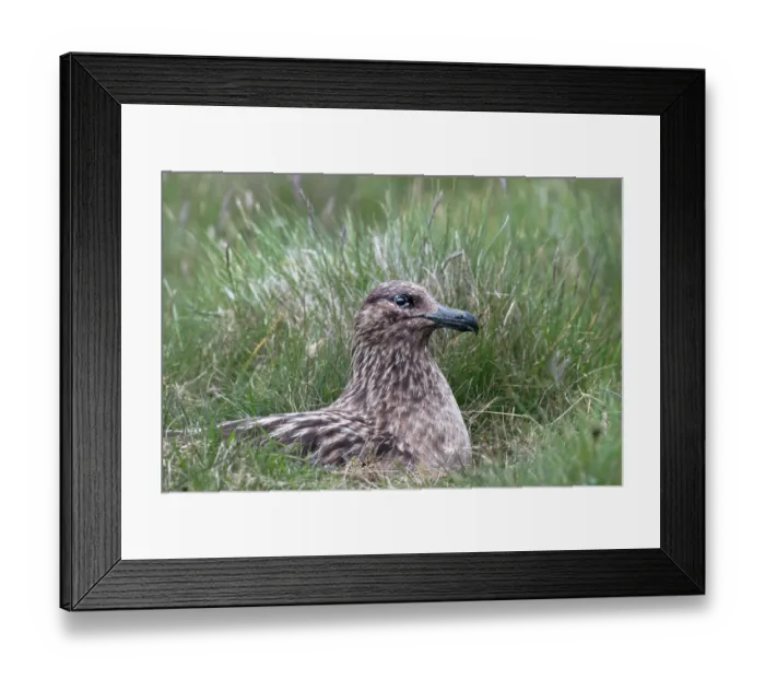 Framed Print : Great skua (Stercorarius skua) brooding, Hermaness National Scenic Area, Shetland, Scotland, UK. June Framed Print : Great skua (Stercorarius skua) brooding, Hermaness National Scenic Area, Shetland, Scotland, UK. June