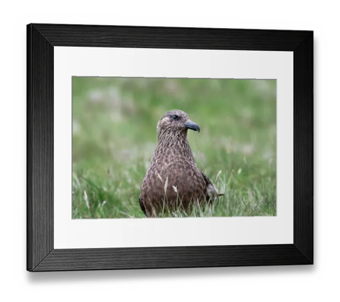 Framed Print : RF - Great skua (Stercorarius skua) portrait, Hermaness National Scenic Area, Shetland, Scotland, UK. June. (This image may be licensed either as rights managed or royalty free.) Framed Print : RF - Great skua (Stercorarius skua) portrait, Hermaness National Scenic Area, Shetland, Scotland, UK. June. (This image may be licensed either as rights managed or royalty free.)