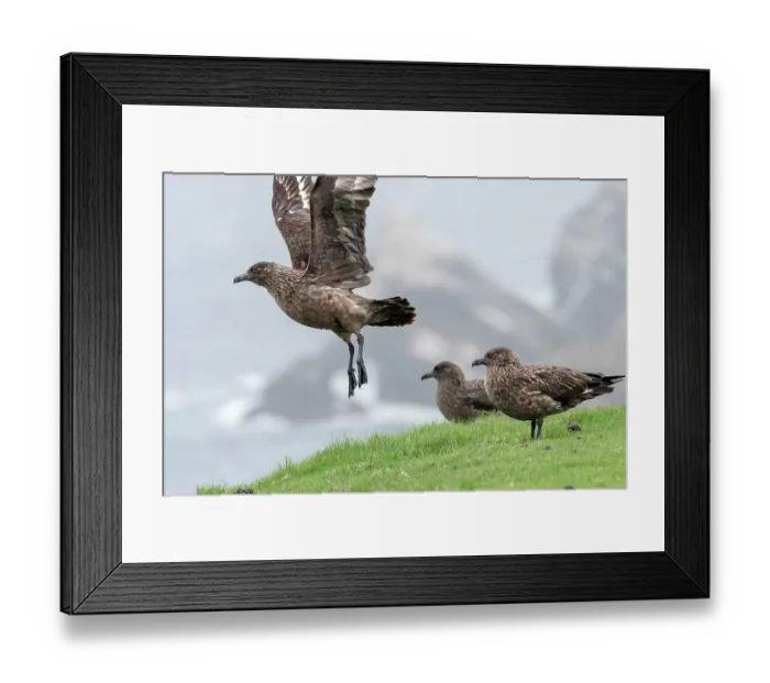 Framed Print : Three Great skuas (Stercorarius skua) on cliff top, one taking flight, Hermaness National Scenic Area, Shetland, Scotland, UK. June Framed Print : Three Great skuas (Stercorarius skua) on cliff top, one taking flight, Hermaness National Scenic Area, Shetland, Scotland, UK. June