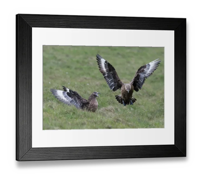 Framed Print : Great skua (Stercorarius skua) displaying aggression towards a skua that has landed too near to its nesting territory - called long-call display, Hermaness National Scenic Area Framed Print : Great skua (Stercorarius skua) displaying aggression towards a skua that has landed too near to its nesting territory - called long-call display, Hermaness National Scenic Area