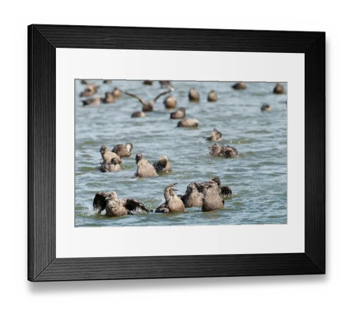 Framed Print : Great skuas (Stercorarius skua) communal bathing on fresh water, one of the rare moments they behave as a colony, Hermaness National Scenic Area, Shetland, Scotland, UK. June Framed Print : Great skuas (Stercorarius skua) communal bathing on fresh water, one of the rare moments they behave as a colony, Hermaness National Scenic Area, Shetland, Scotland, UK. June
