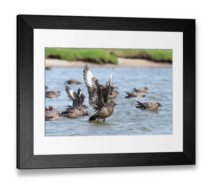 Framed Print : Great skuas (Stercorarius skua) communal bathing on fresh water, one of the rare moments they behave as a colony, Hermaness National Scenic Area, Shetland, Scotland, UK. June Framed Print : Great skuas (Stercorarius skua) communal bathing on fresh water, one of the rare moments they behave as a colony, Hermaness National Scenic Area, Shetland, Scotland, UK. June