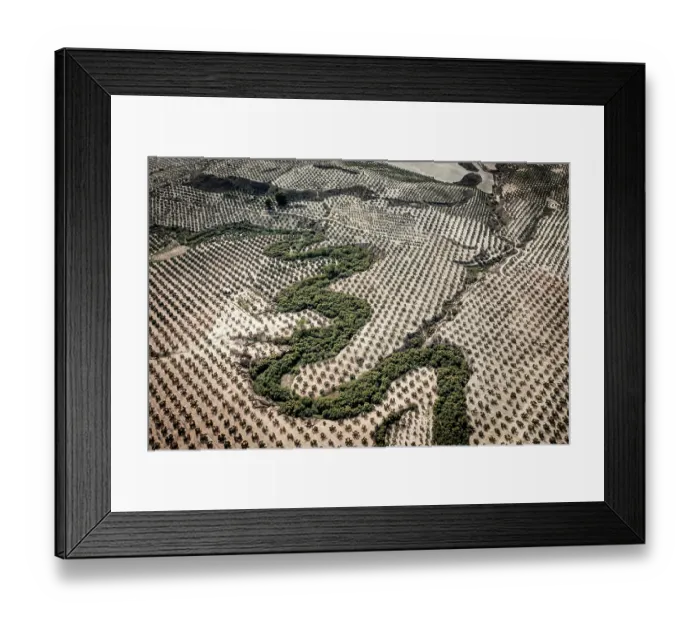 Framed Print : Aerial view of Jandulilla stream holding the last natural vegetation among intensive olive tree plantations, Jaen district, southern Spain, October, 2023 Framed Print : Aerial view of Jandulilla stream holding the last natural vegetation among intensive olive tree plantations, Jaen district, southern Spain, October, 2023