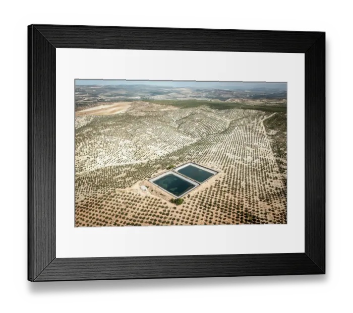 Framed Print : Aerial view of artificial water ponds (dangerous for wildlife) among intensive olive tree plantations, Jaen district, southern Spain. October, 2023 Framed Print : Aerial view of artificial water ponds (dangerous for wildlife) among intensive olive tree plantations, Jaen district, southern Spain. October, 2023