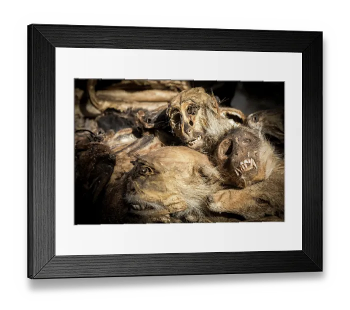 Framed Print : Wildlife remains (primates and jackal heads) for sale for traditional beliefs in Bamako market, Mali. October, 2017 Framed Print : Wildlife remains (primates and jackal heads) for sale for traditional beliefs in Bamako market, Mali. October, 2017