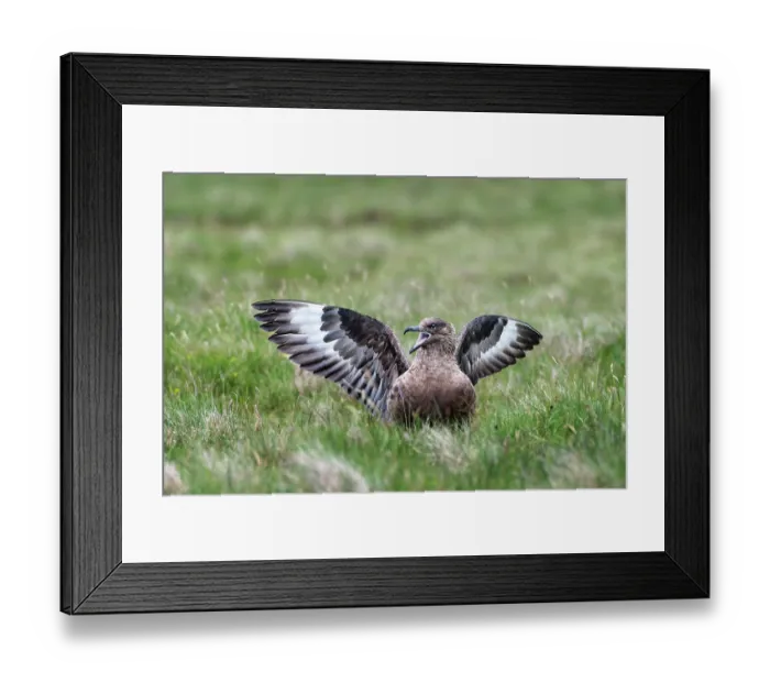 Framed Print : RF - Great skua (Stercorarius skua) showing aggressive display called long-call display, Hermaness National Scenic Area, Shetland, Scotland, UK. June Framed Print : RF - Great skua (Stercorarius skua) showing aggressive display called long-call display, Hermaness National Scenic Area, Shetland, Scotland, UK. June