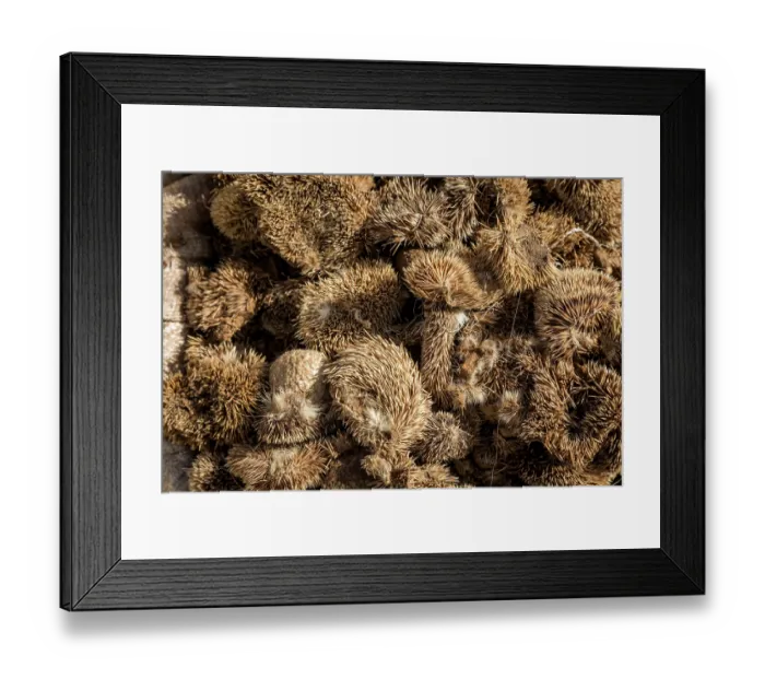 Framed Print : Huge pile of Hedgehogs skins for sale for traditional beliefs in Bamako market, Mali. October, 2017 Framed Print : Huge pile of Hedgehogs skins for sale for traditional beliefs in Bamako market, Mali. October, 2017