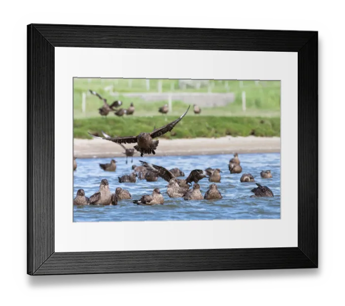 Framed Print : Great skuas (Stercorarius skua) communal bathing on fresh water, one of the rare moments they behave as a colony, Hermaness National Scenic Area, Shetland, Scotland, UK. June Framed Print : Great skuas (Stercorarius skua) communal bathing on fresh water, one of the rare moments they behave as a colony, Hermaness National Scenic Area, Shetland, Scotland, UK. June
