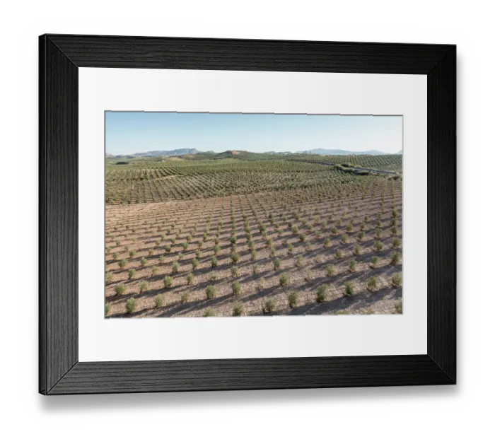 Framed Print : Aerial view of intensive olive tree plantations, Jaen district, southern Spain. October, 2022 Framed Print : Aerial view of intensive olive tree plantations, Jaen district, southern Spain. October, 2022