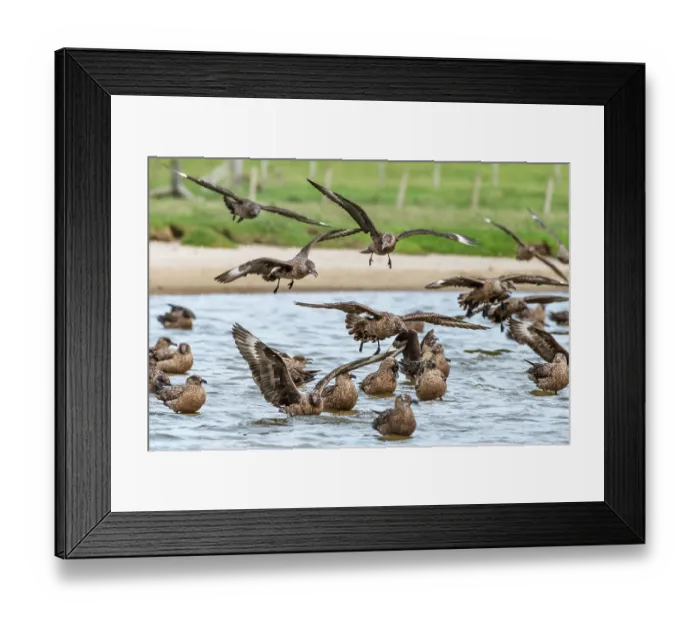 Framed Print : Great skuas (Stercorarius skua) communal bathing on fresh water, one of the rare moments they behave as a colony, Hermaness National Scenic Area, Shetland, Scotland, UK. June Framed Print : Great skuas (Stercorarius skua) communal bathing on fresh water, one of the rare moments they behave as a colony, Hermaness National Scenic Area, Shetland, Scotland, UK. June