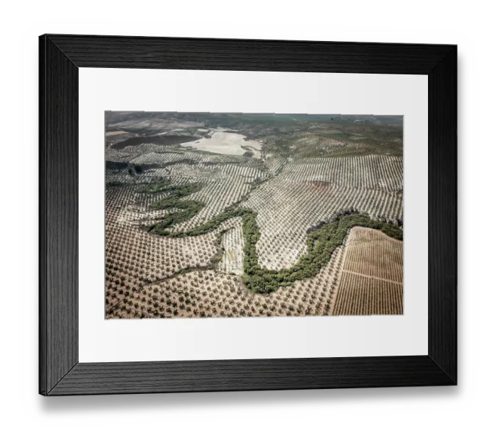 Framed Print : Aerial view of Jandulilla stream holding the last natural vegetation among intensive olive tree plantations, Jaen district, southern Spain, October, 2023 Framed Print : Aerial view of Jandulilla stream holding the last natural vegetation among intensive olive tree plantations, Jaen district, southern Spain, October, 2023