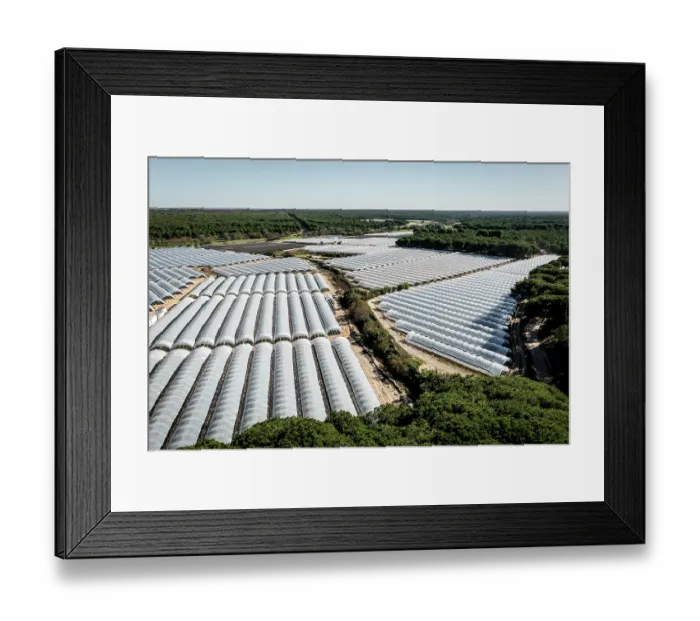 Framed Print : Aerial view of commercial strawberry farms stealing water from Donana wetlands. Andalusia, Spain. November, 2023 Framed Print : Aerial view of commercial strawberry farms stealing water from Donana wetlands. Andalusia, Spain. November, 2023