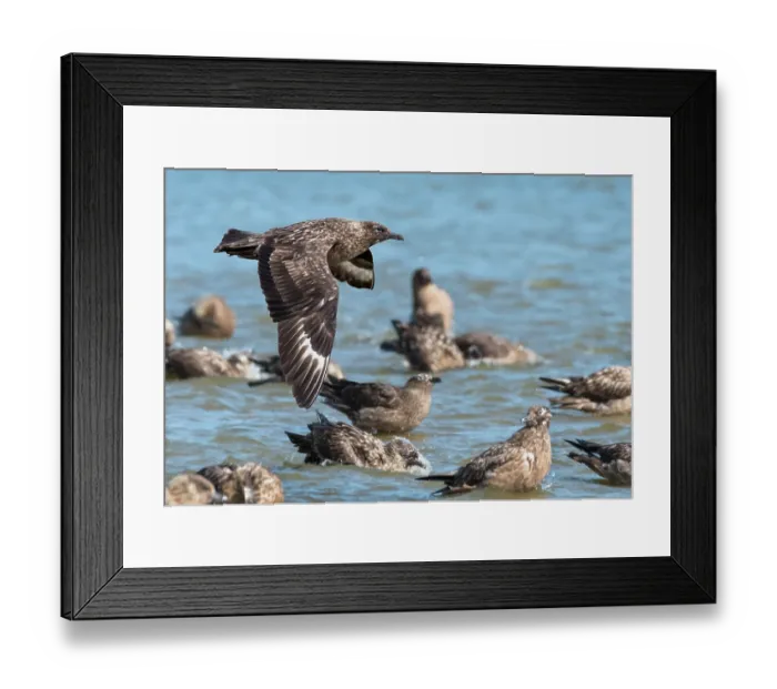 Framed Print : Great skuas (Stercorarius skua) communal bathing on fresh water, one of the rare moments they behave as a colony, Hermaness National Scenic Area, Shetland, Scotland, UK. June Framed Print : Great skuas (Stercorarius skua) communal bathing on fresh water, one of the rare moments they behave as a colony, Hermaness National Scenic Area, Shetland, Scotland, UK. June