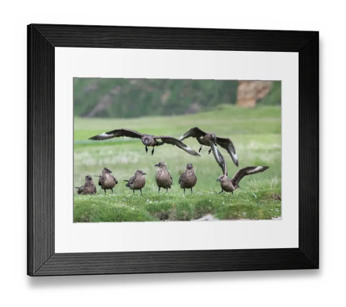 Framed Print : Great skuas (Stercorarius skua) gathering for communal bathing on fresh water, one of the rare moments they behave as a colony, Hermaness National Scenic Area, Shetland, Scotland Framed Print : Great skuas (Stercorarius skua) gathering for communal bathing on fresh water, one of the rare moments they behave as a colony, Hermaness National Scenic Area, Shetland, Scotland