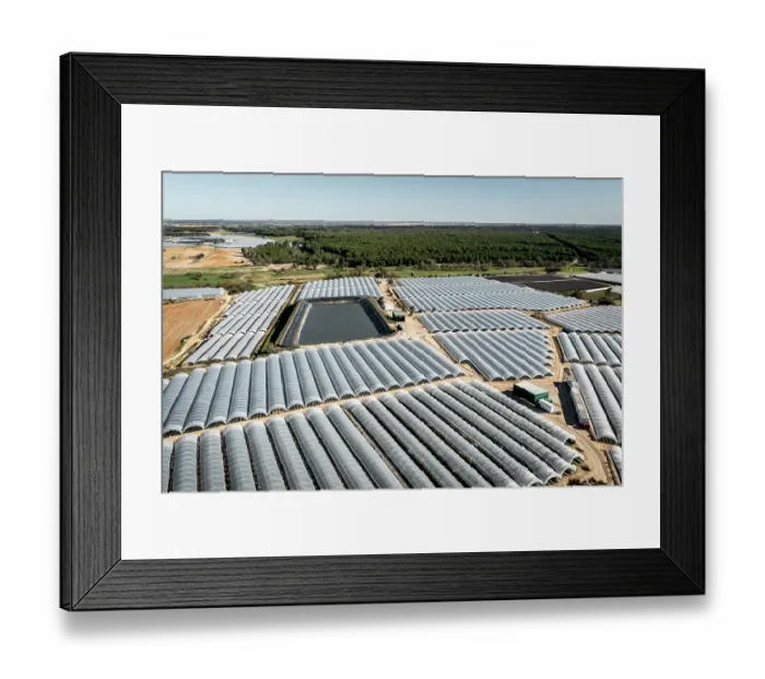 Framed Print : Aerial view of commercial strawberry farms stealing water from Donana wetlands. Andalusia, Spain. November, 2023 Framed Print : Aerial view of commercial strawberry farms stealing water from Donana wetlands. Andalusia, Spain. November, 2023