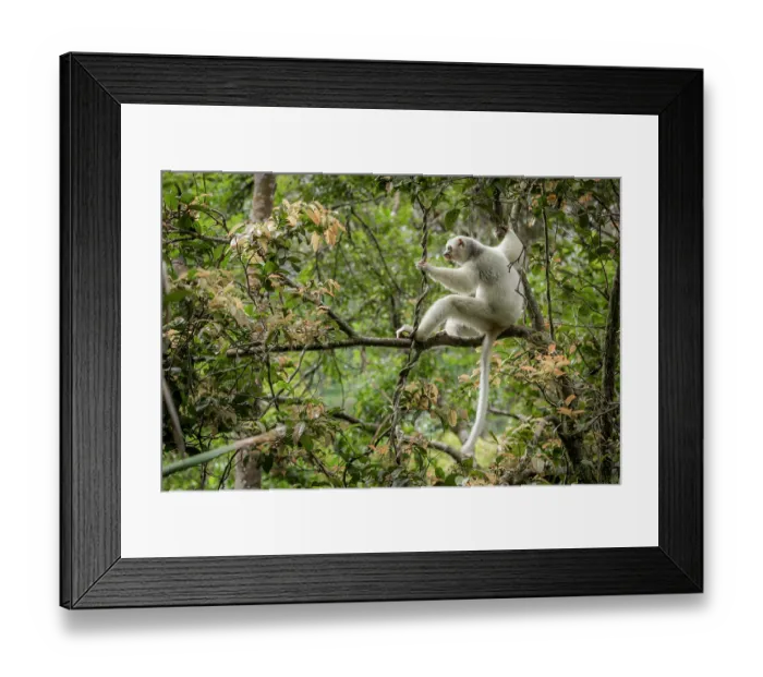 Framed Print : Silky sifaka (Propithecus candidus) sitting in a tree, Marojejy National Park, Madagascar. Critically endangered Framed Print : Silky sifaka (Propithecus candidus) sitting in a tree, Marojejy National Park, Madagascar. Critically endangered