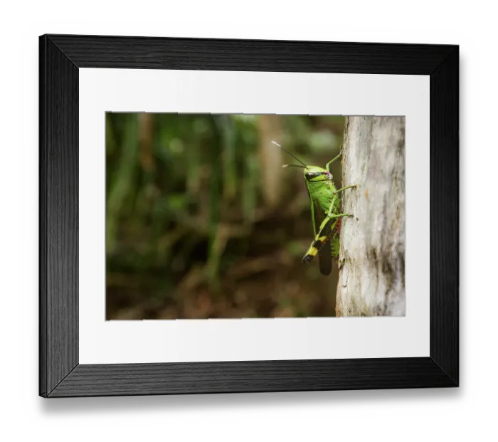 Framed Print : Short-horned grasshopper (Heteracris finoti) resting on tree trunk, Marojejy National Park, Madagascar Framed Print : Short-horned grasshopper (Heteracris finoti) resting on tree trunk, Marojejy National Park, Madagascar