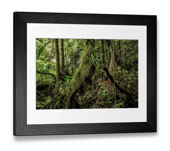 Framed Print : Mountain rainforest, Marojejy National Park, Madagascar. April, 2018 Framed Print : Mountain rainforest, Marojejy National Park, Madagascar. April, 2018