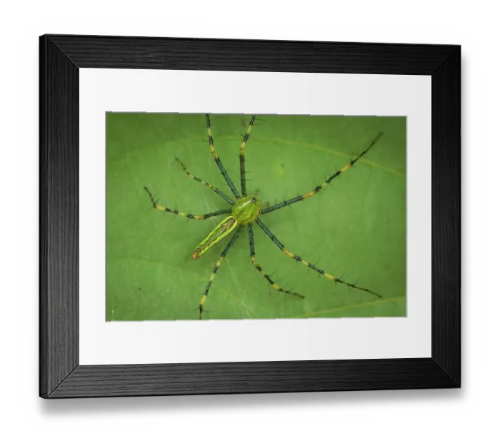 Framed Print : Malagasy green lynx spider (Peucetia madagascariensis) portrait, Marojejy National Park, Madagascar Framed Print : Malagasy green lynx spider (Peucetia madagascariensis) portrait, Marojejy National Park, Madagascar