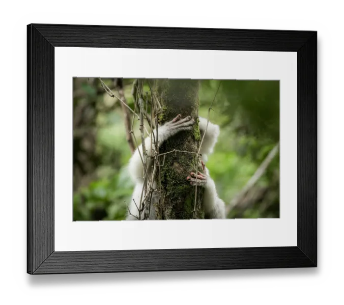 Framed Print : Silky sifaka (Propithecus candidus) climbing up a tree, Marojejy National Park, Madagascar. Critically endangered Framed Print : Silky sifaka (Propithecus candidus) climbing up a tree, Marojejy National Park, Madagascar. Critically endangered