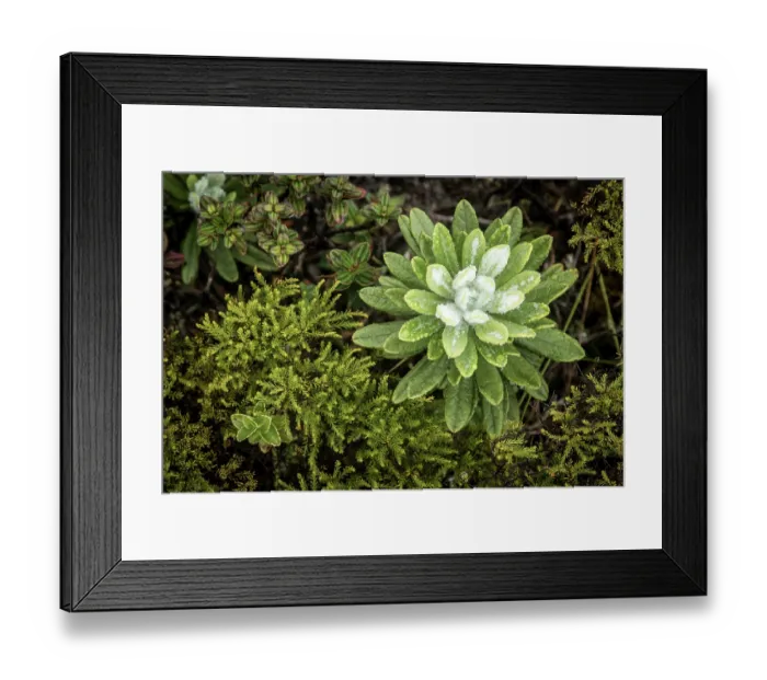 Framed Print : High-altitude plant growing close to mountain summit, Marojejy National Park, Madagascar Framed Print : High-altitude plant growing close to mountain summit, Marojejy National Park, Madagascar