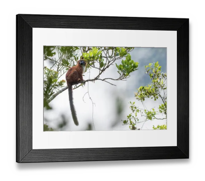 Framed Print : Red-bellied lemur (Eulemur rubriventer) sitting in a tree, Marojejy National Park, Madagascar Framed Print : Red-bellied lemur (Eulemur rubriventer) sitting in a tree, Marojejy National Park, Madagascar