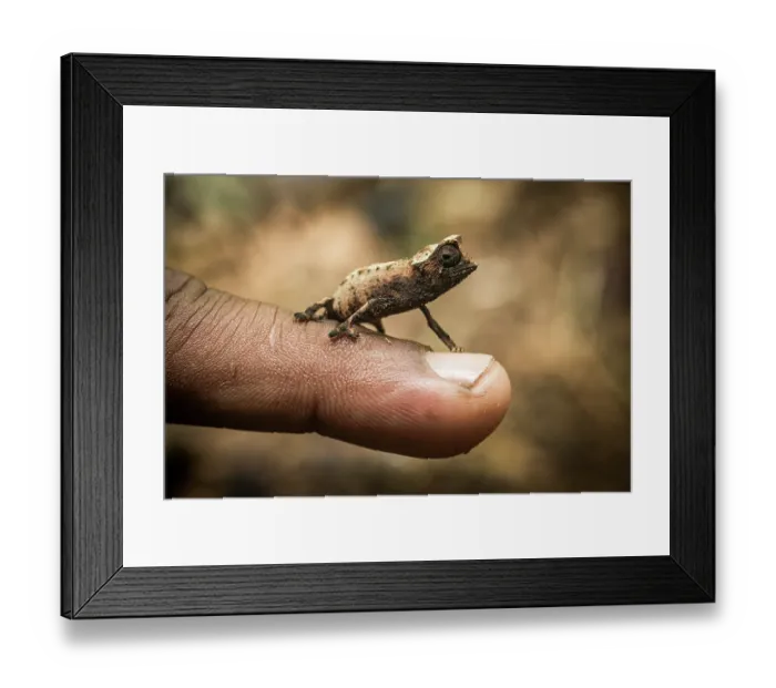 Framed Print : Marojejy leaf chameleon (Brookesia griveaudi) resting on a human finger, Marojejy National Park, Madagascar Framed Print : Marojejy leaf chameleon (Brookesia griveaudi) resting on a human finger, Marojejy National Park, Madagascar